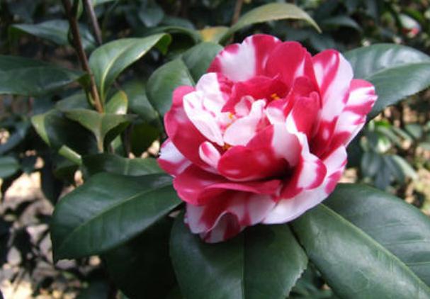 在進行植物品種的選擇上，一般有這7個程序！