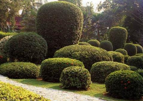 關(guān)于園林植物的布置方法，主要看看這5種！