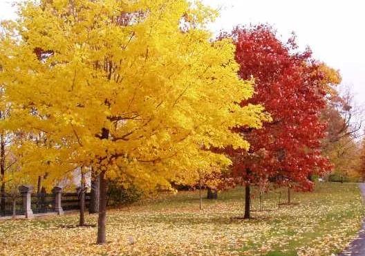 彩葉樹如何配置才能真正體現園林綠化之“美”？