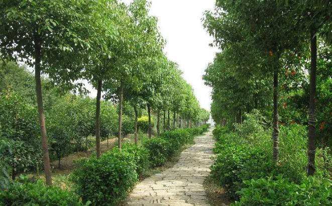 立秋后，湖北園林綠化苗木養護注意事項有哪些？