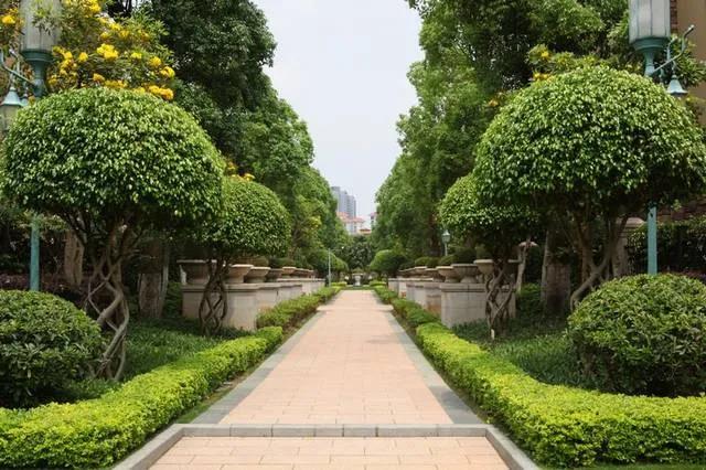 武漢園林綠化常見的觀果樹木都有哪些？