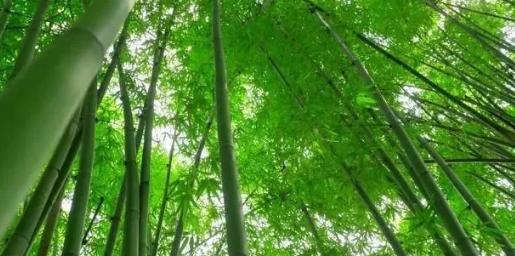 你知道樹木在園林綠化中的分類嗎？