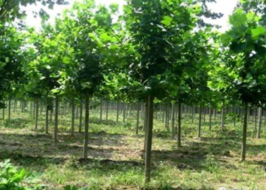 園林綠化中幾種常見速生樹種，發展趨勢怎么樣？