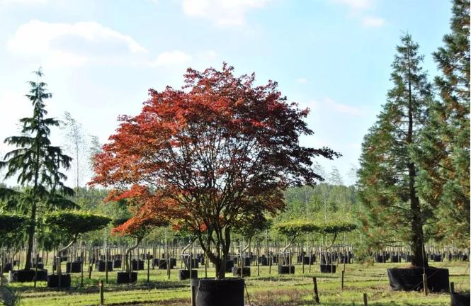 干貨 | 園林綠化種植技術17問，園林人必須掌握