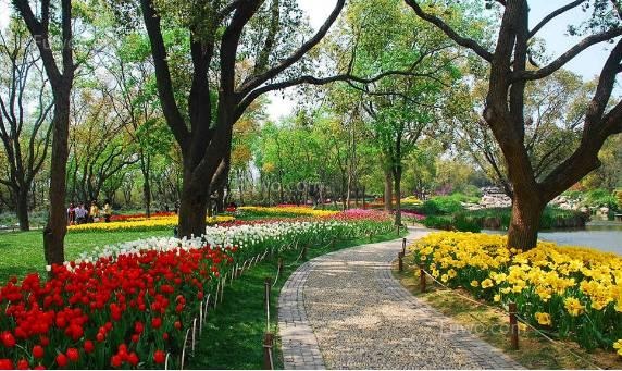 雪后，對受“硬傷”和“軟傷”的苗木 怎么養護